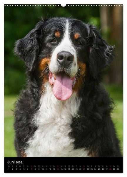 Produktbild: Berner Sennenhund 2026 (hochwertiger Premium Wandkalender 2026 DIN A2 hoch), Kunstdruck in Hochglanz