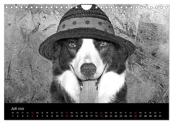 Produktbild: H&uuml;tehunde (Wandkalender 2026 DIN A4 quer), CALVENDO Monatskalender