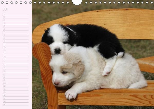Produktbild: Border Collie-Welpen Geburtstagskalender (Wandkalender immerw&auml;hrend DIN A4 quer)