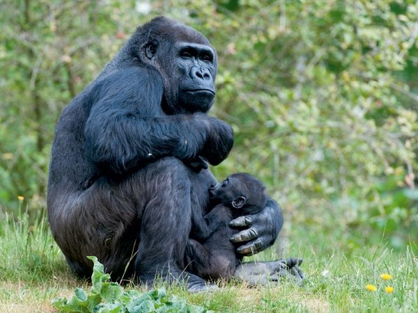 Produktbild: CALVENDO Puzzle Gorilla mit Baby | 1000 Teile Lege-Gr&ouml;&szlig;e 64x48cm Foto-Puzzle f&uuml;r gl&uuml;ckliche Stunden