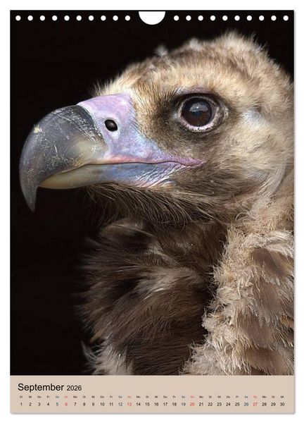 Produktbild: Raubv&ouml;gel - Die J&auml;ger der L&uuml;fte (Wandkalender 2026 DIN A4 hoch), CALVENDO Monatskalender