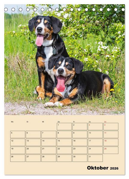Produktbild: Jahresplaner Entlebucher Sennenhund (Tischkalender 2026 DIN A5 hoch), CALVENDO Monatskalender