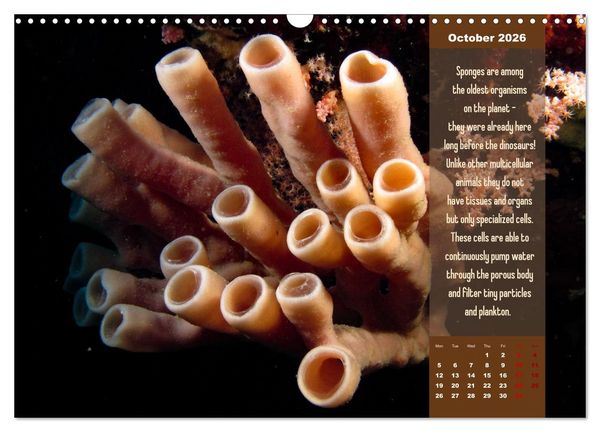 Produktbild: Diving into the Red Sea (Wall Calendar 2026 DIN A3 landscape), CALVENDO 12 Month Wall Calendar