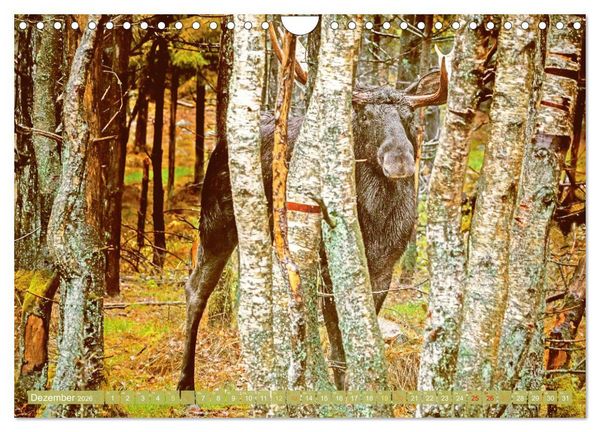 Produktbild: Elche: Nordische Riesen (Wandkalender 2026 DIN A4 quer), CALVENDO Monatskalender