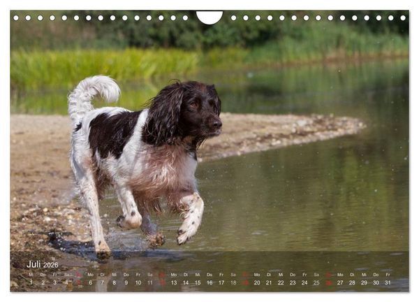 Produktbild: Kleiner M&uuml;nsterl&auml;nder Vorstehhund (Wandkalender 2026 DIN A4 quer), CALVENDO Monatskalender