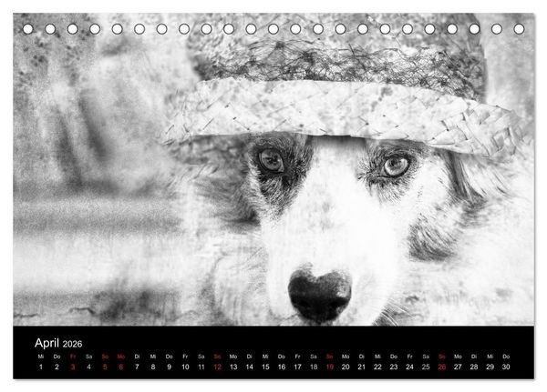 Produktbild: H&uuml;tehunde (Tischkalender 2026 DIN A5 quer), CALVENDO Monatskalender