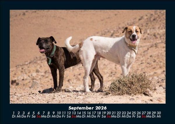 Produktbild: Hunde 2026 Fotokalender DIN A5