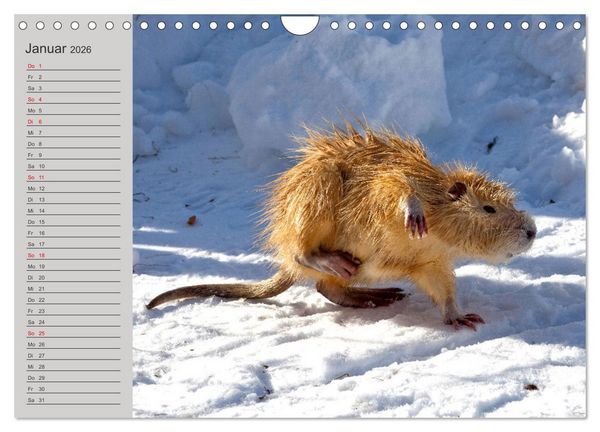Produktbild: Wir sind die Stars am Wasser (Wandkalender 2026 DIN A4 quer), CALVENDO Monatskalender