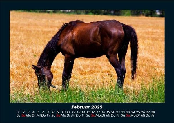 Produktbild: Pferde Kalender 2025 Fotokalender DIN A5