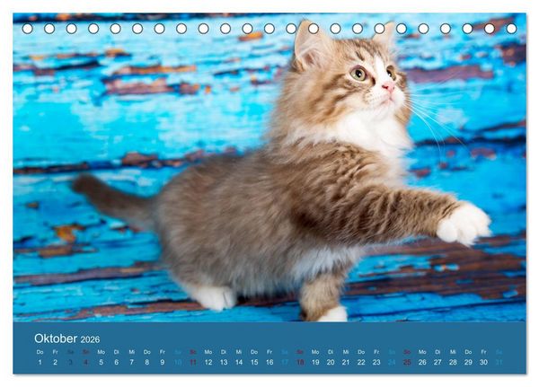 Produktbild: Verspielte Ragdolls - Sanfte Katzen in seidigem Haarkleid (Tischkalender 2026 DIN A5 quer), CALVENDO Monatskalender