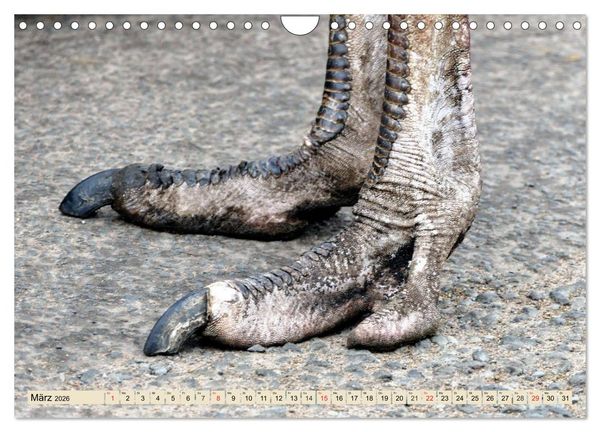 Produktbild: Strau&szlig;e. Afrikas sch&ouml;ne Laufv&ouml;gel (Wandkalender 2026 DIN A4 quer), CALVENDO Monatskalender