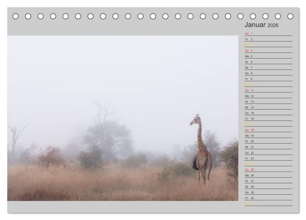 Produktbild: Twigas - Giraffen (Tischkalender 2026 DIN A5 quer), CALVENDO Monatskalender