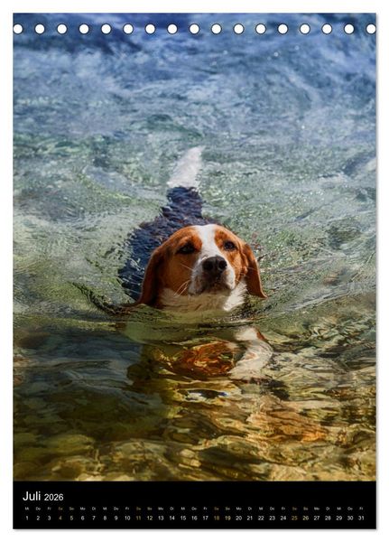 Produktbild: Beagle Action - Wilde Kuscheltiere (Tischkalender 2026 DIN A5 hoch), CALVENDO Monatskalender