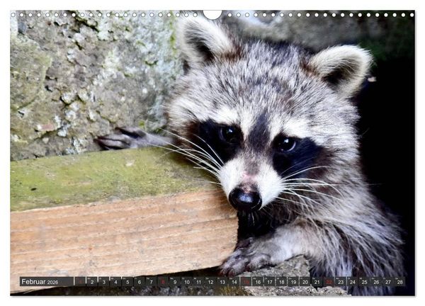 Produktbild: Besuch vom Waschb&auml;r (Wandkalender 2026 DIN A3 quer), CALVENDO Monatskalender