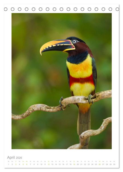 Produktbild: Pantanal &ndash; Einzigartiges Wildlife-Paradies (Tischkalender 2026 DIN A5 hoch), CALVENDO Monatskalender