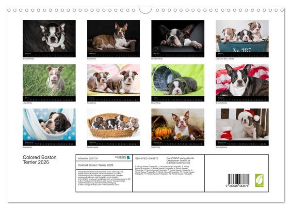 Produktbild: Colored Boston Terrier 2026 (Wandkalender 2026 DIN A3 quer), CALVENDO Monatskalender