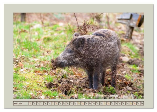 Produktbild: Wildschweine ganz nah an der Sau (Sus scrofa) von Tanja Riedel (Tischkalender 2026 DIN A5 quer), CALVENDO Monatskalender