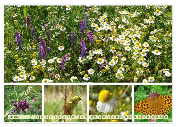 Produktbild: Bl&uuml;tenmeer am Wegesrand (hochwertiger Premium Wandkalender 2026 DIN A2 quer), Kunstdruck in Hochglanz
