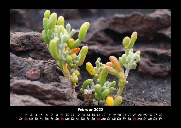 Produktbild: Blumentr&auml;ume 2025 Fotokalender DIN A3