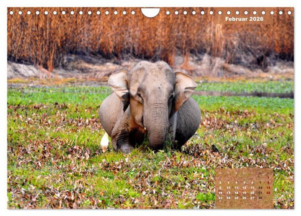 Produktbild: Wilde Tiere Indiens (Wandkalender 2026 DIN A4 quer), CALVENDO Monatskalender