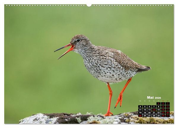 Produktbild: Die Vogelwelt der &Auml;u&szlig;eren Hebriden (hochwertiger Premium Wandkalender 2026 DIN A2 quer), Kunstdruck in Hochglanz
