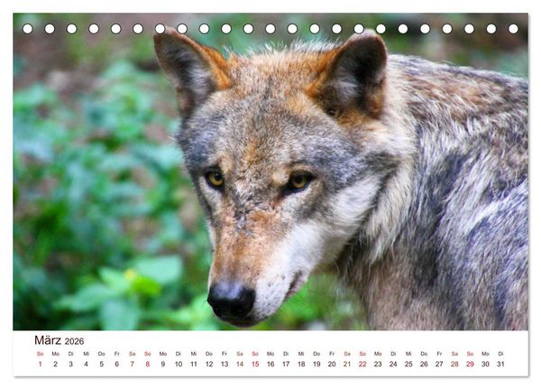 Produktbild: W&ouml;lfe 2026. Tierische Impressionen (Tischkalender 2026 DIN A5 quer), CALVENDO Monatskalender