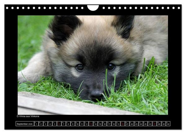 Produktbild: Islandhund - Welpen / CH-Version (Wandkalender 2026 DIN A4 quer), CALVENDO Monatskalender