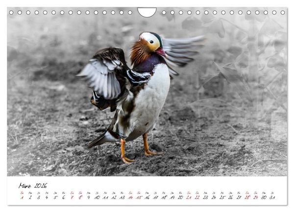 Produktbild: Abenteuer einer Mandarinente (Wandkalender 2026 DIN A4 quer), CALVENDO Monatskalender