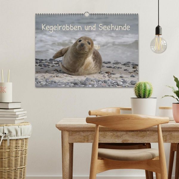 Produktbild: Kegelrobben und Seehunde (Wandkalender 2026 DIN A3 quer), CALVENDO Monatskalender