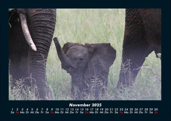 Produktbild: Der Elefantenkalender 2025 Fotokalender DIN A4