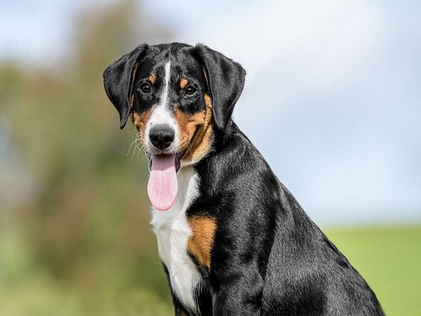 Produktbild: CALVENDO Puzzle Appenzeller H&uuml;ndin | 1000 Teile Lege-Gr&ouml;&szlig;e 64x48cm Foto-Puzzle f&uuml;r gl&uuml;ckliche Stunden