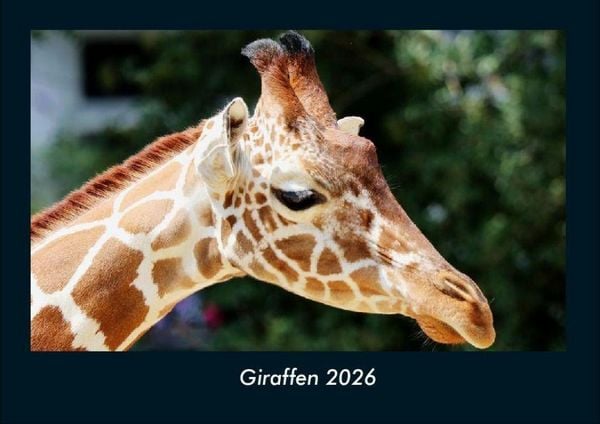 Giraffen 2026 Fotokalender DIN A4