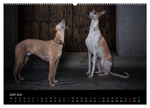 Produktbild: Urban Dogs - Hundekalender der anderen Art (Wandkalender 2026 DIN A2 quer), CALVENDO Monatskalender