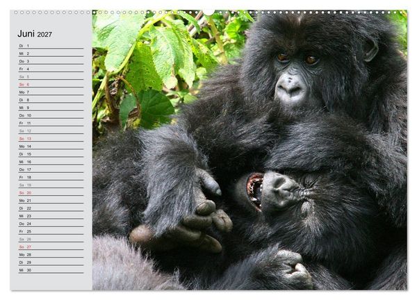 Produktbild: Berggorillas - die sanften Riesen (hochwertiger Premium Wandkalender 2027 DIN A2 quer), Kunstdruck in Hochglanz