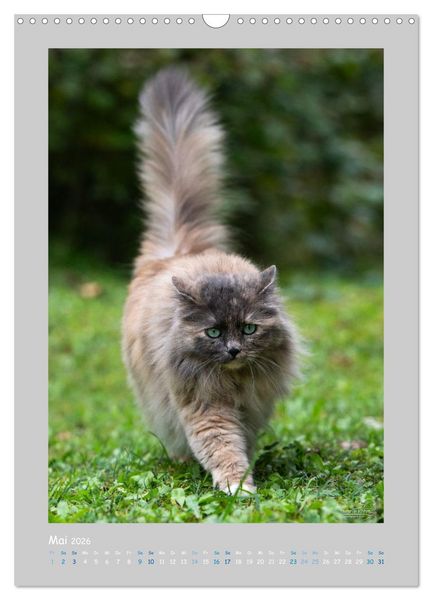 Produktbild: Maincoon & Co. - Rassekatzen mit Klasse (Wandkalender 2026 DIN A3 hoch), CALVENDO Monatskalender