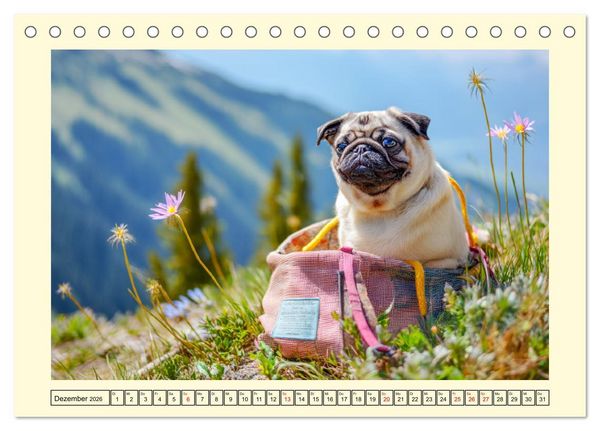 Produktbild: Mops trifft Berglust. Fidele Gipfelst&uuml;rmer im H&ouml;henrausch (Tischkalender 2026 DIN A5 quer), CALVENDO Monatskalender