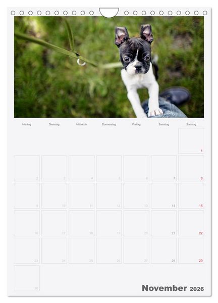 Produktbild: Boston Terrier der Hund 2026 (Wandkalender 2026 DIN A4 hoch), CALVENDO Monatskalender