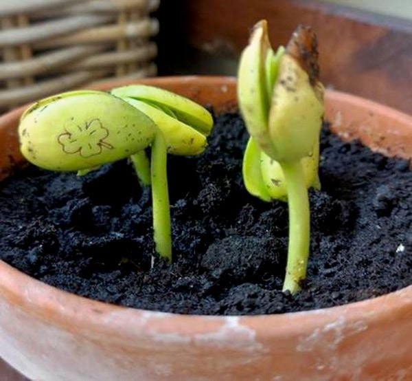Produktbild: Gepr&auml;gte Saatbohnen &ndash; Pflanze deine W&uuml;nsche