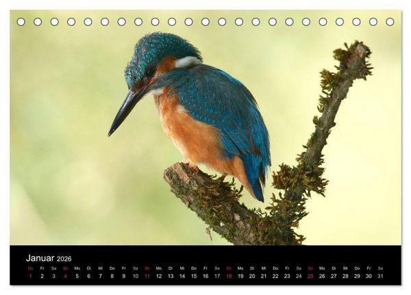 Produktbild: Der Eisvogel...fliegendes Juwel (Tischkalender 2026 DIN A5 quer), CALVENDO Monatskalender