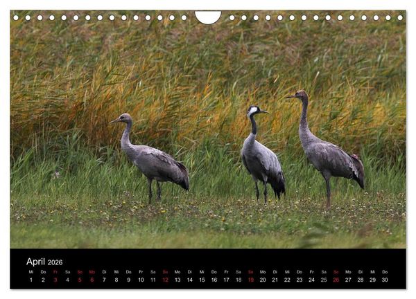 Produktbild: Kraniche (Wandkalender 2026 DIN A4 quer), CALVENDO Monatskalender