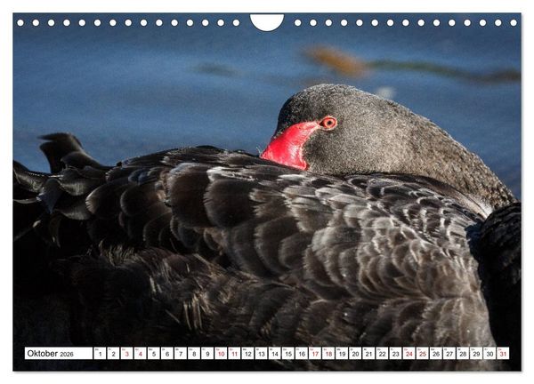 Produktbild: Wildlife Australien (Wandkalender 2026 DIN A4 quer), CALVENDO Monatskalender