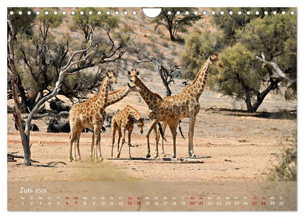 Produktbild: Kgalagadi - Fauna und Wildtiere in der Kalahari (Wandkalender 2026 DIN A4 quer), CALVENDO Monatskalender