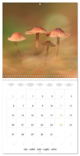 Produktbild: Les champignons - Un monde merveilleux (Calendrier mural carr&eacute; 2026 30x30 cm) Calendrier double avec une page pour vos prises de notes