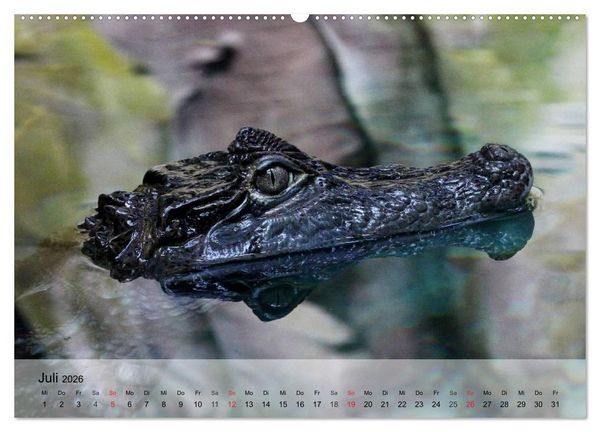 Produktbild: Reptilien Schlangen, Echsen und Co. (hochwertiger Premium Wandkalender 2026 DIN A2 quer), Kunstdruck in Hochglanz