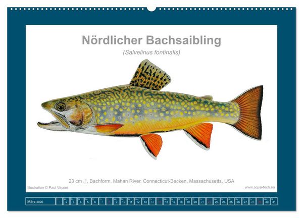 Produktbild: Fisch als Kunst 2026: Amerikanische Saiblinge (Wandkalender 2026 DIN A2 quer), CALVENDO Monatskalender