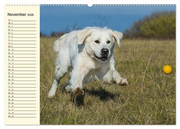 Produktbild: Das Gl&uuml;ck hat einen Namen - Golden Retriever (Wandkalender 2026 DIN A2 quer), CALVENDO Monatskalender