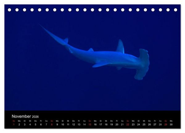 Produktbild: Magische Unterwasserwelten (Tischkalender 2026 DIN A5 quer), CALVENDO Monatskalender