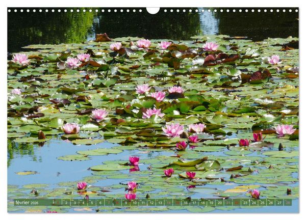 Produktbild: Magnifiques n&eacute;nuphars (Calendrier mural 2026 DIN A3 vertical), CALVENDO calendrier mensuel
