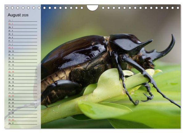 Produktbild: Die geheimnisvolle Welt der Insekten (Wandkalender 2026 DIN A4 quer), CALVENDO Monatskalender