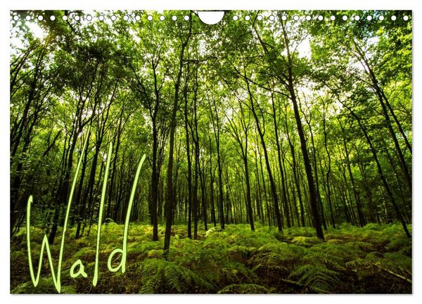 Produktbild: Wald (Wandkalender 2026 DIN A4 quer), CALVENDO Monatskalender